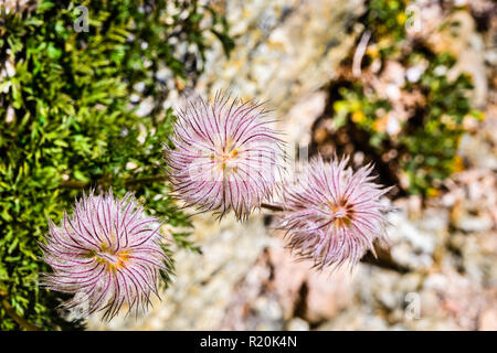 Close up of Western anemone (Anemone occidentalis) gone to seed on the slopes of Sierra Nevada mountains, Sequoia National Park, California Stock Photo