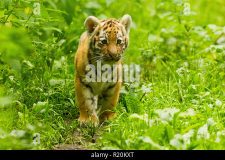 Siberian/Amur Tiger Cub (Panthera Tigris Altaica) Walking Stock Photo