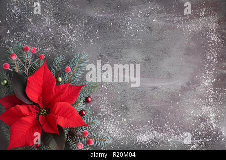 Christmas flower poinsettia and decorated fir tree twigs on dark textured background with snow, copy-space Stock Photo