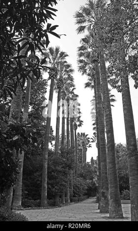 Black and White Image of Palm Trees in Athens Greece Stock Photo