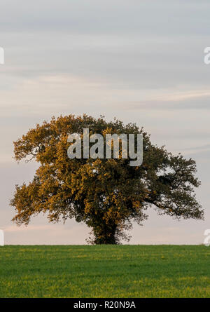 a large old lone single oak tree on the horizon with a clear sky. Stock Photo