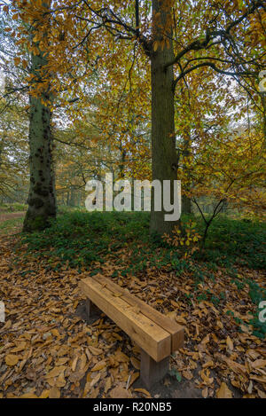 wooden bench amongst autumnal colours and trees in woodland at blickling hall great wood in the norfolk countryside in autumn. Stock Photo