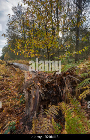 a fallen tree in an autumnal woodland at Blickling great wood in Norfolk. Autumn colours. Stock Photo