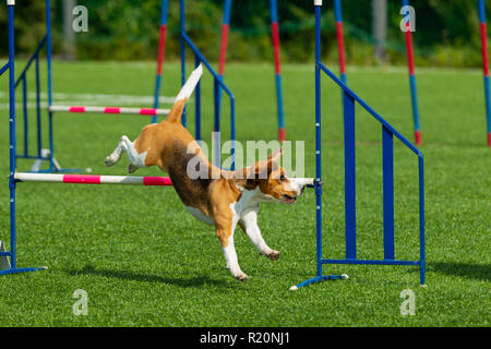 Best pet - Dalmation - At Agility Competition 1280x1024 Wallpaper #1