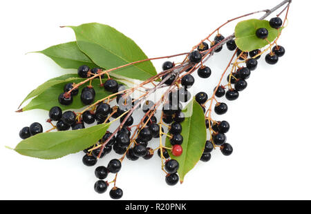 Traubenkirsche, Prunus, padus Stock Photo