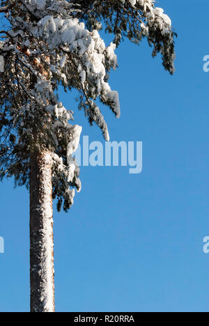 Snow covered pine tree forest in nature after snow storm Stock Photo ...
