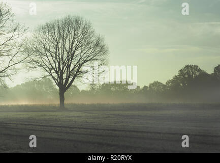 Big oak tree on the farmland, cold autumn scene with fog and sunrise, seasonal background Stock Photo