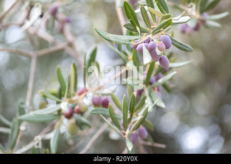 Close up of olives growing on olive trees in a grove in the Valley of the Dragon. Photographed whilst on the mountain path from Ravello to Atrani Stock Photo
