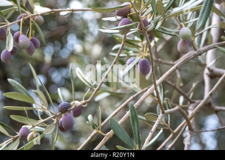 Close up of olives growing on olive trees in a grove in the Valley of the Dragon. Photographed whilst on the mountain path from Ravello to Atrani Stock Photo