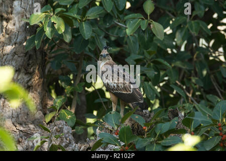 Changeable Hawk-Eagle (crested) (Nisaetus cirrhatus) Gujarat, India Stock Photo