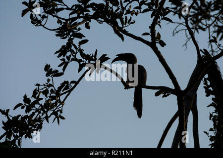 Silhouette of an Indian grey hornbill (Ocyceros birostris) at Polo forest, Gujarat, India. Stock Photo