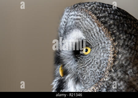 Great Gray Owl isolated Stock Photo