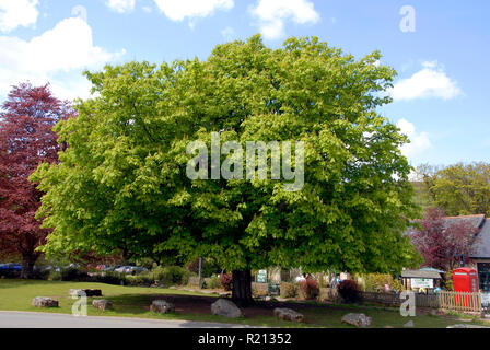 Magnificent horse chestnut tree on village green, Widecombe-in-the-Moor, Devon, England Stock Photo