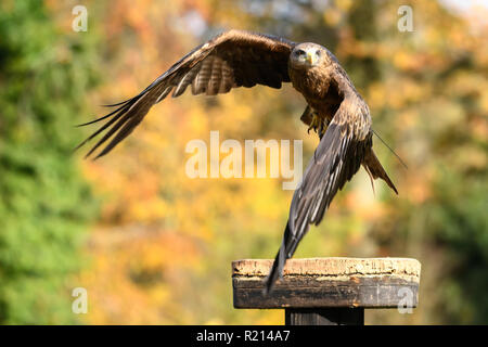 Harris Hawk landing on a perch Stock Photo