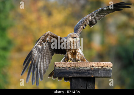 Kite bird landing on a perch at a falconry centre Stock Photo