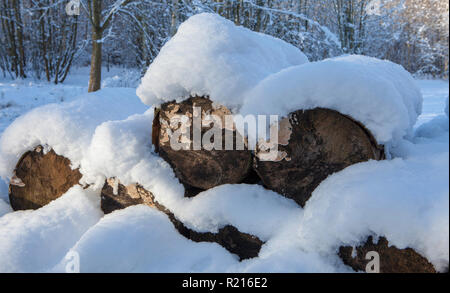 Snow covered pile of logs in woodland Stock Photo