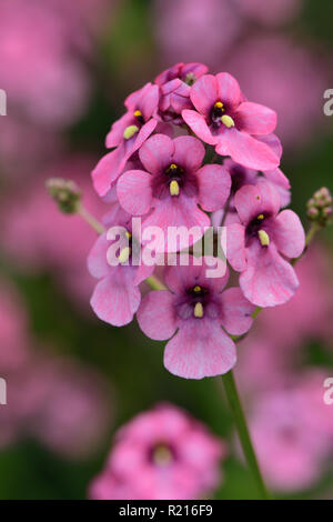 Close up diascia personata flowers in bloom Stock Photo