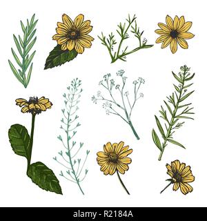 Flowers and field herbs isolated on white background. Stock Vector