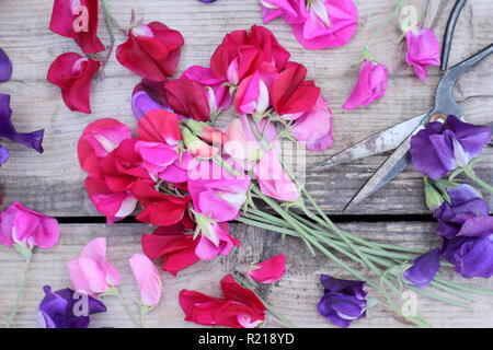 Lathyrus odoratus - Spencer variety. Freshly cut bunch of sweet pea flowers on wooden table, UK Stock Photo