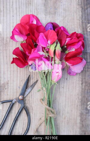 Lathyrus odoratus - Spencer variety. Freshly cut bunch of sweet pea flowers on wooden table, UK Stock Photo