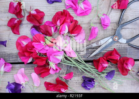 Lathyrus odoratus - Spencer variety. Freshly cut bunch of sweet pea flowers on wooden table, UK Stock Photo