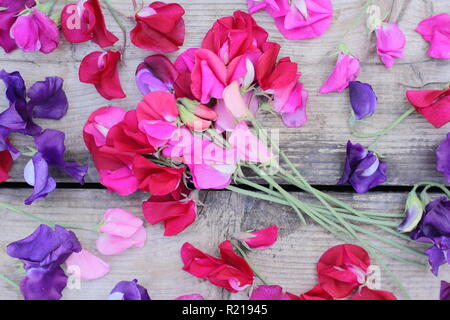 Lathyrus odoratus - Spencer variety. Freshly cut bunch of sweet pea flowers on wooden table, UK Stock Photo