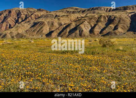 Field of desert sunflowers in springtime, Henderson Canyon Road, Borrego Valley, Coyote Mountain, Anza Borrego Desert State Park, California, USA Stock Photo