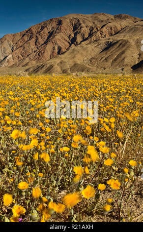 Field of desert sunflowers in springtime, Henderson Canyon Road, Borrego Valley, Coyote Mountain, Anza Borrego Desert State Park, California, USA Stock Photo