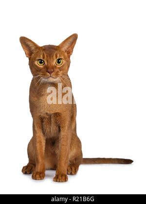 Handsome excellent young sorrel Abyssinian male cat sitting straight up and looking at lens with yellow eyes. Isolated on white background. Stock Photo