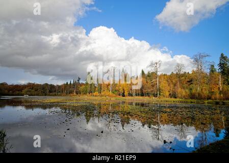 Cow Pond Windsor Great Park Berkshire England UK Stock Photo