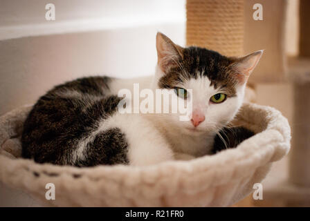 A black and white cat laying in her nest looking at you with her green eyes Stock Photo