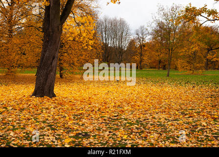 A lawn full of yellow leaves in the city garden of Hanover Stock Photo