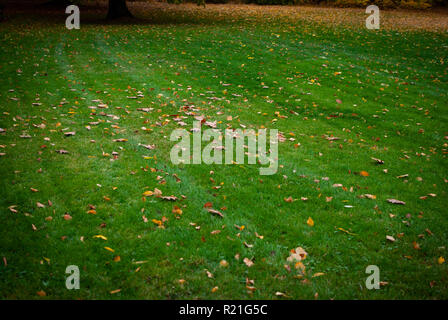 A freshly mowed lawn with a few colorful leaves in autumn Stock Photo