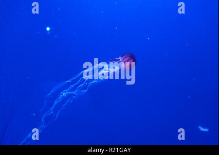 Exotic Jellyfish in the Oceanografic building at the City of Arts and Sciences, Valencia, Spain. Stock Photo