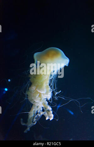 Exotic Jellyfish in the Oceanografic building at the City of Arts and Sciences, Valencia, Spain. Stock Photo
