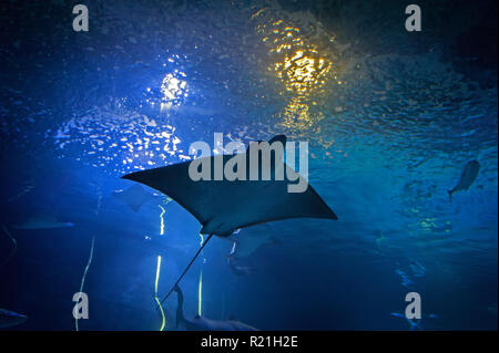 A sting ray passes by in the Oceanografic aquarium at the City of Arts and Sciences, Valencia, Spain. Stock Photo