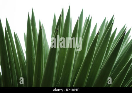 Wild palmetto with isolated white background, pattern of green pointy leaves, beautiful texture background. Stock Photo