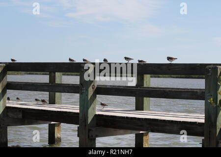 a flock of birds on the dock at the riverside Stock Photo