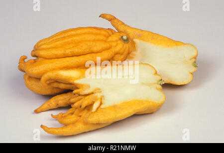 STUDIO IMAGE OF FINGER CITRONS 'BUDDHA'S HAND' (CITRUS MEDICA) RUTACEAE. WHOLE AND HALVED FRUIT. Stock Photo