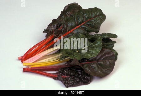 STUDIO IMAGE OF RAINBOW CHARD (SILVERBEET) BETA VULGARIS SSP. CICLA. ON WHITE BACKGROUND. Stock Photo