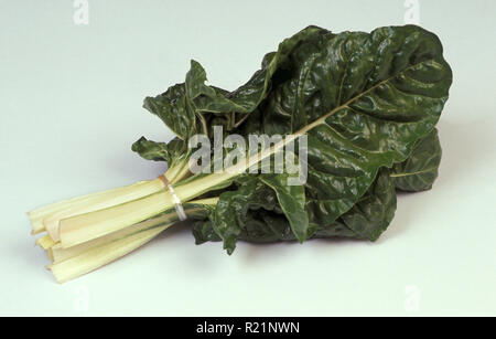 RUBY CHARD (SILVERBEET) BETA VULGARIS SSP. CICLA. CHENOPODIACEAE ON WHITE BACKGROUND. Stock Photo