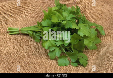 Chinese Soup Celery (Apium graveolens) is a marshland plant in the family Apiaceae that has been cultivated as a vegetable. Stock Photo