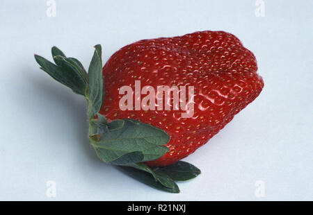 STUDIO IMAGE OF A SINGLE FRESH GARDEN STRAWBERRY (FRAGARIA ANANASSA) ON WHITE BACKGROUND. Stock Photo