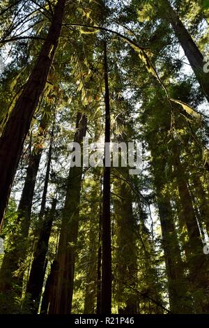 Sun behind Redwood tree Stock Photo