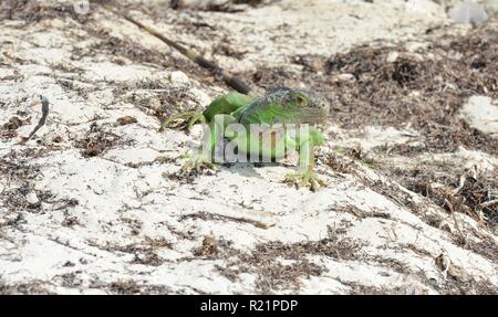 Iguana at the Florida Keys in winter time Stock Photo