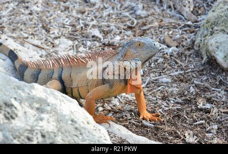 Iguana at the Florida Keys in winter time Stock Photo