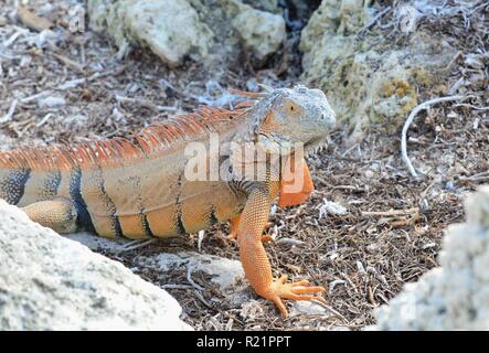 Iguana at the Florida Keys in winter time Stock Photo