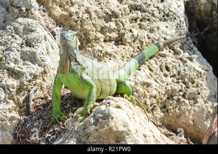 Iguana at the Florida Keys in winter time Stock Photo