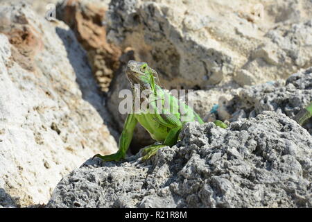 Iguana at the Florida Keys in winter time Stock Photo