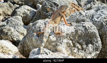 Iguana at the Florida Keys in winter time Stock Photo